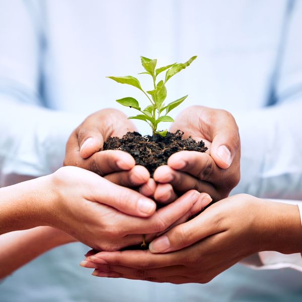 Hands holding up a growing plant