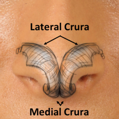 Lateral Crura and Medial Crura