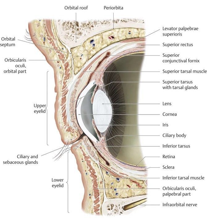 Sagittal view diagram of upper and lower eyelid anatomy