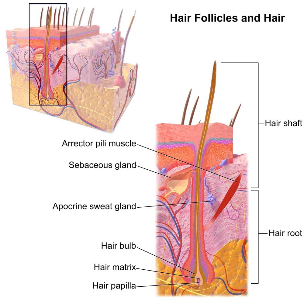 Diagram of Hair Follicle Anatomy