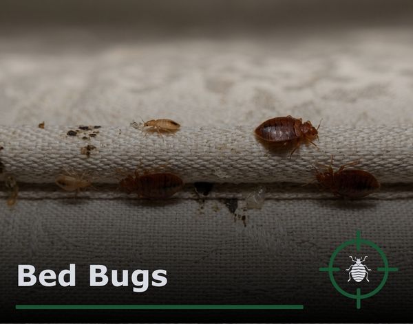 close-up image of bed bugs crawling along mattress seams
