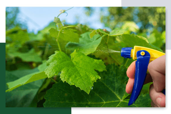 garden leaf being sprayed for pests