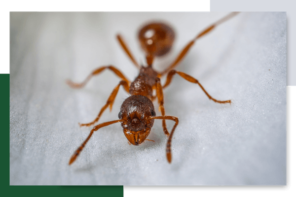 ant on countertop