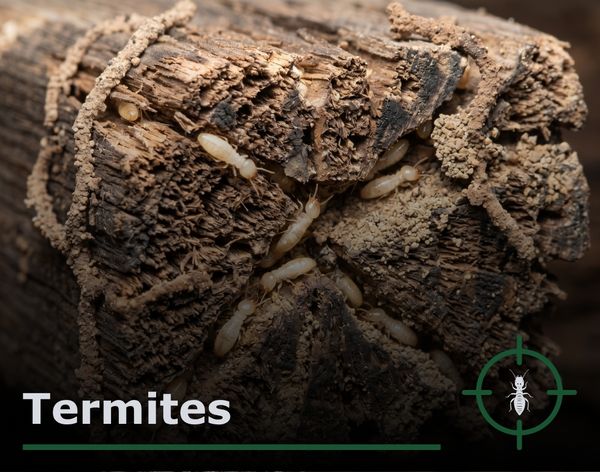 close-up image of subterranean termites tunneling through damaged wooden beams