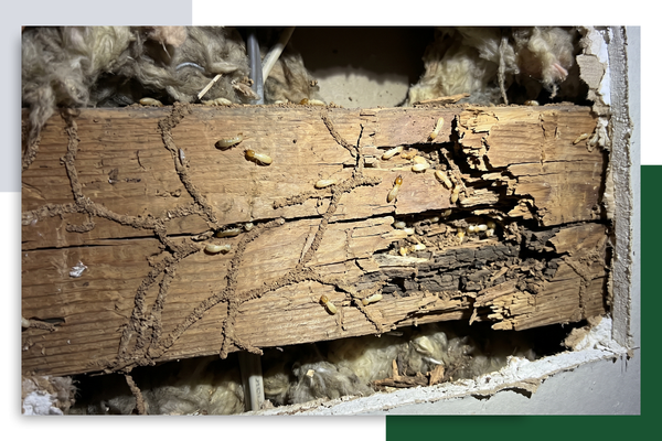 termites inside a wall stud, visible insect trails, cracked wood