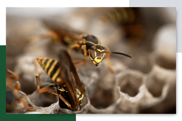 wasps in a nest