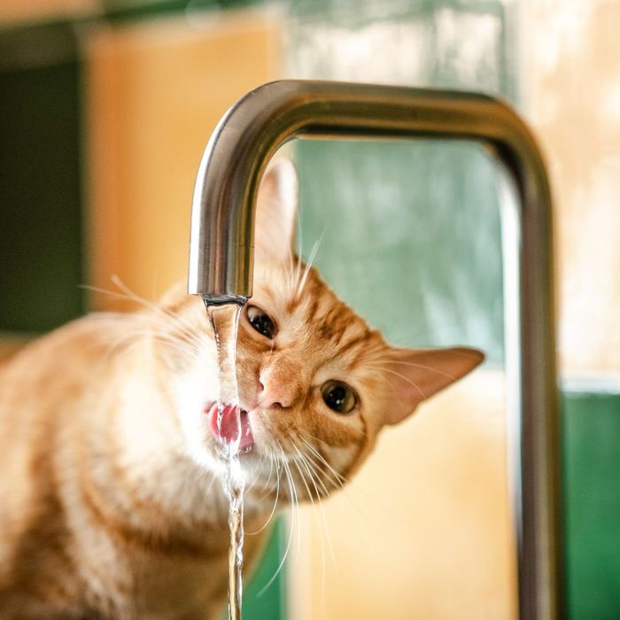 cat drinking from sink
