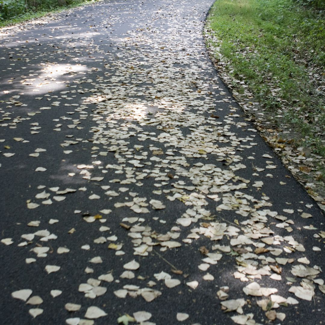 leaves and debris on a paved driveway