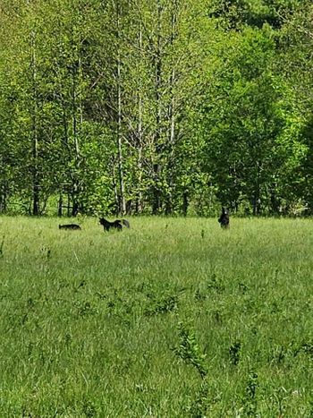 Black bears Black bears
