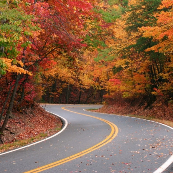 road during the fall. 