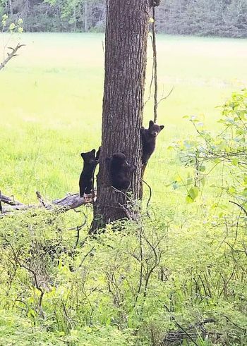 Black Bears Black Bears