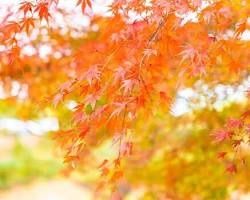 Vibrant New England autumn tree foliage banner background for fall roof and gutter checklist