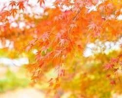 Vibrant New England autumn tree foliage banner background for fall roof and gutter checklist