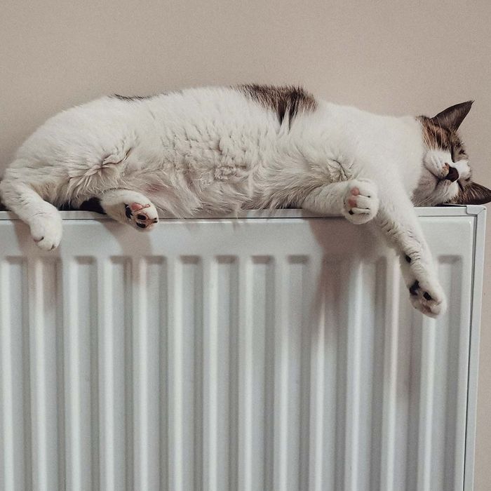 Cat on radiator panel
