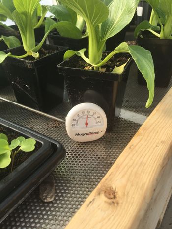 Fig.18 - Here we can see the Temperature Reading was 19°C on a Thermometer placed on the Grow Table