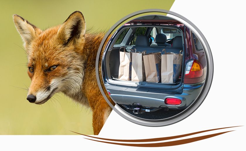 Image of a carload of groceries ready for delivery in front of  a backdrop of a fox