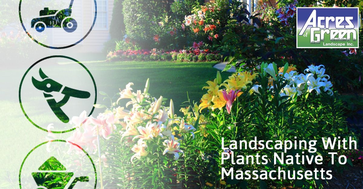 Landscaping-With-Plants-Native-To-Massachusetts-59440ce963faf.jpg