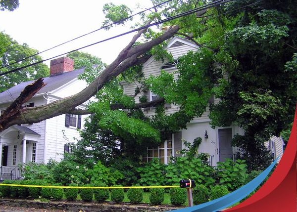tree fallen on house