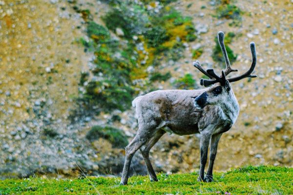 caribou in Alaska