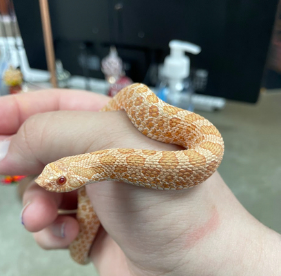 Snake2.png