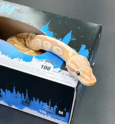 snake.png