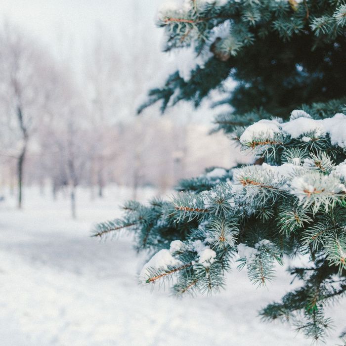 A snowy landscape