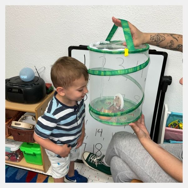 Child looking at butterfly kit 