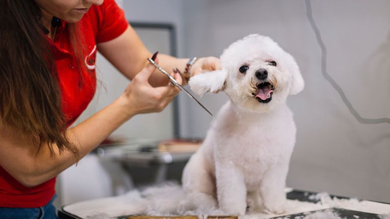 dog grooming