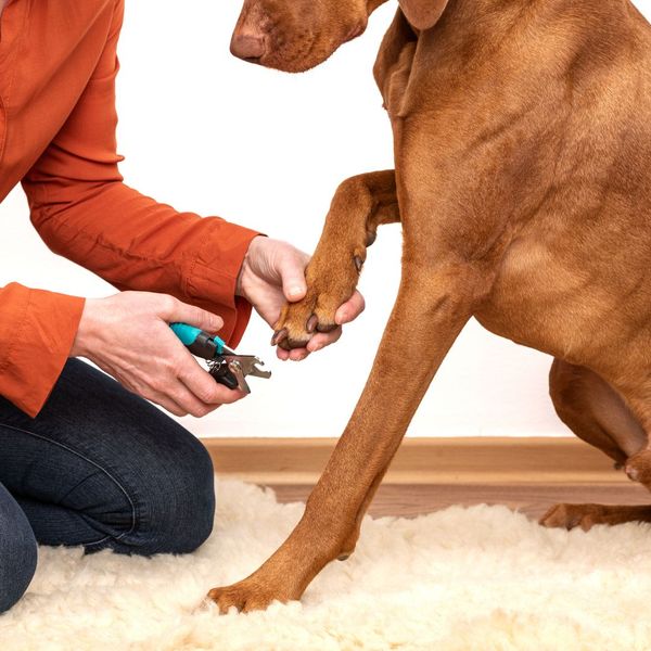 dog nail trim