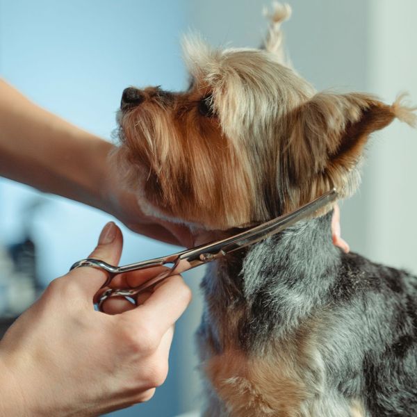 Importance of Monthly Grooming and Maintenance for Dogs 4.jpg