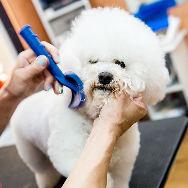 dog being brushed