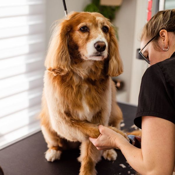 dog nail trim at vet