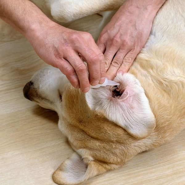 Importance of Monthly Grooming and Maintenance for Dogs 2.jpg