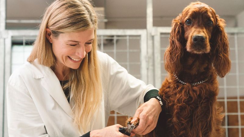 dog getting nails clipped