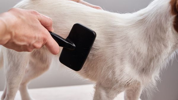 Fur Dematting-hero (1).jpg