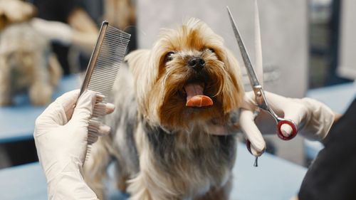 Health Benefits of Regular Grooming Hero.jpg