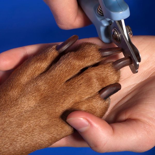 dog nail clipping