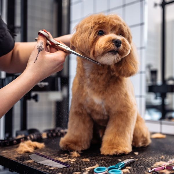 Importance of Monthly Grooming and Maintenance for Dogs 1.jpg