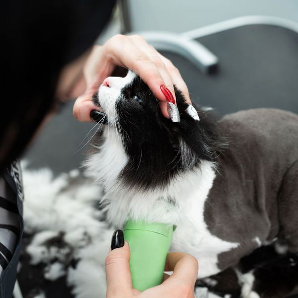 AdvantagesMobilePetGrooming-2.jpg