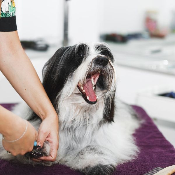 mobile grooming dog nail trim