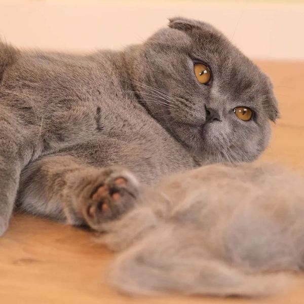 cat shedding