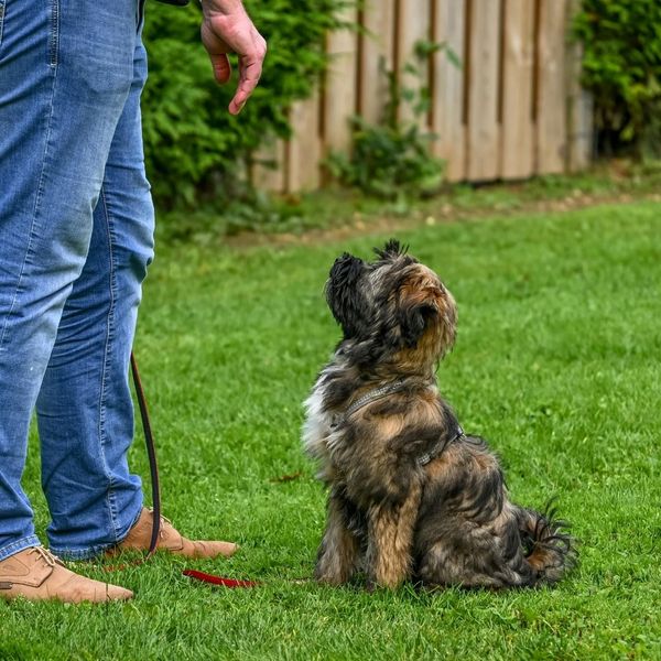 What to do If Your Puppy is Not Food Motivated - Image 4.jpg