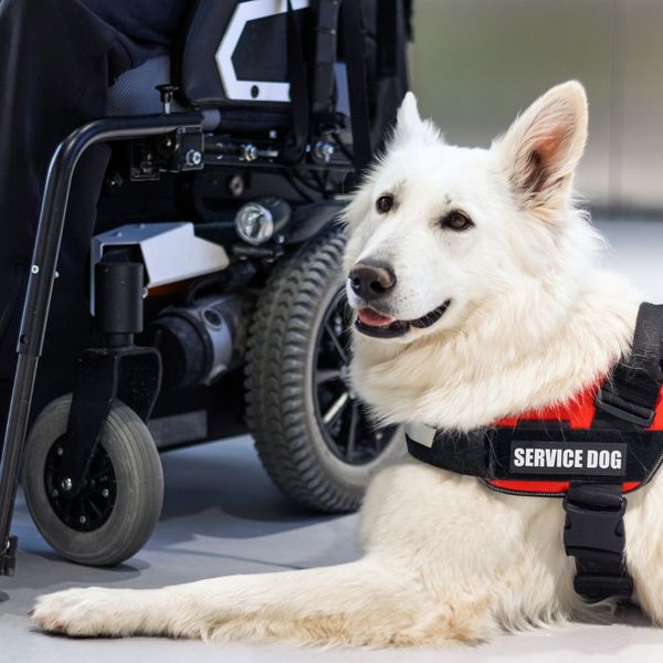 service dog near powered wheelchair