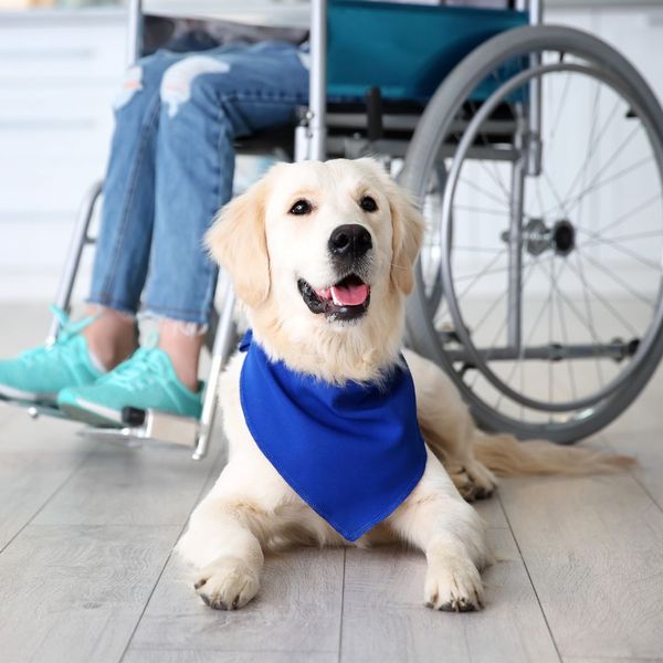 service dog near wheelchair