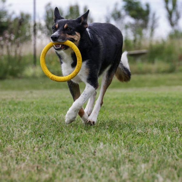 What to do If Your Puppy is Not Food Motivated - Image 3.jpg