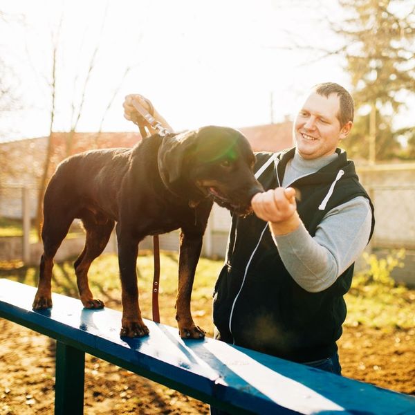A man smiles while guiding a dark-colored dog across a narrow agility teeter-totter, rewarding it with a treat. A man smiles while guiding a dark-colored dog across a narrow agility teeter-totter, rewarding it with a treat.