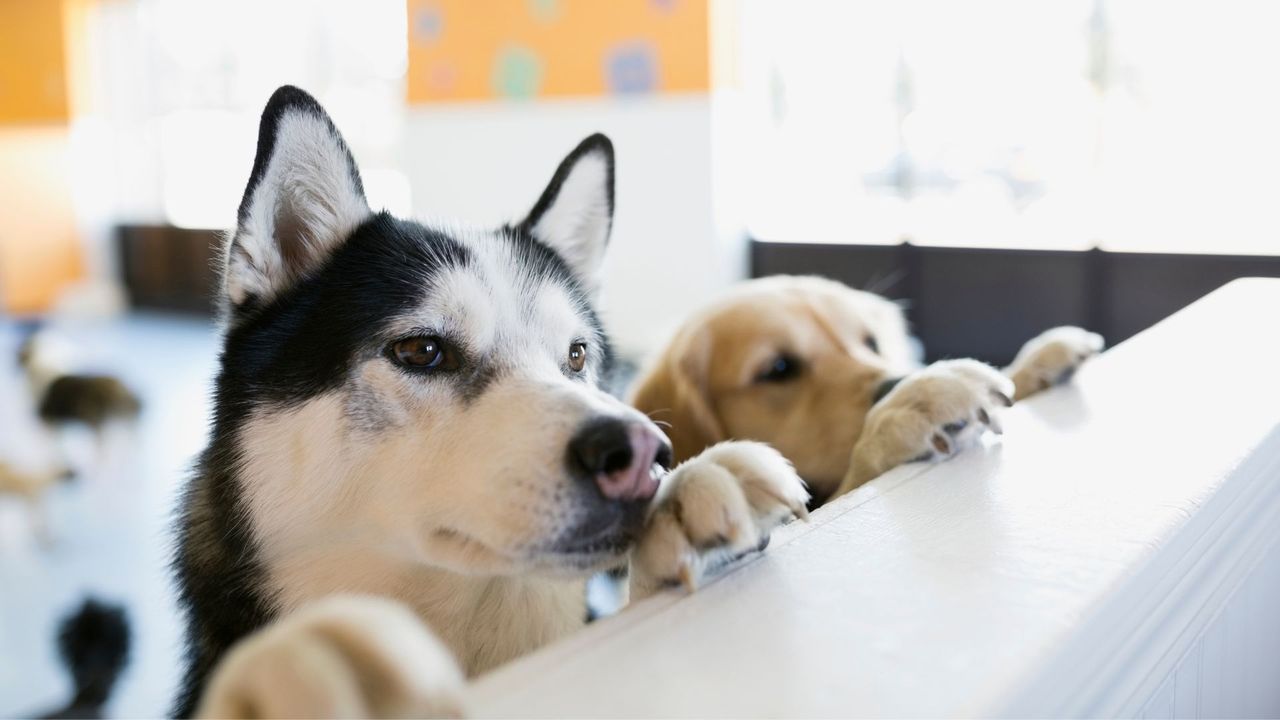 husky looking over half wall 