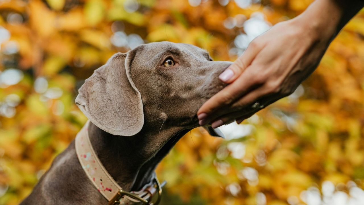 The Benefits of an Individualized Dog Training Program - Featured Image.jpg