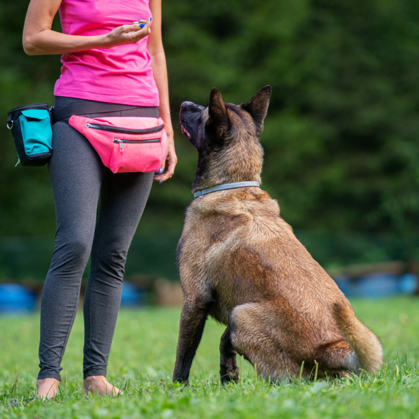 Tips for Making the Most of a Private Dog Training Session 1.png