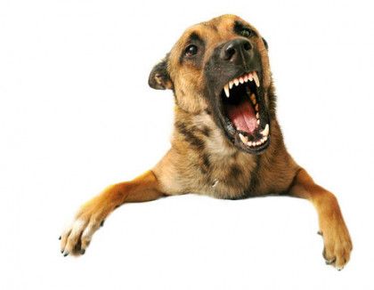 photodune-1149519-aggressive-dog-xs-495x385.jpg